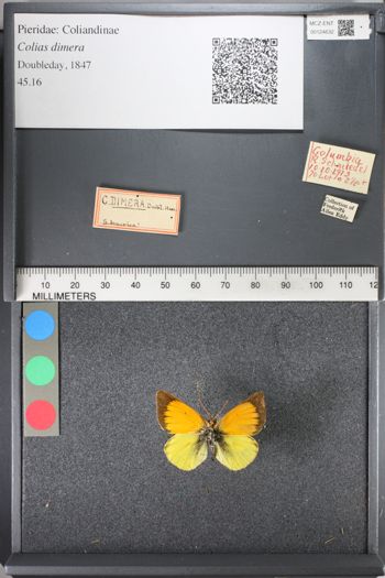 Media type: image;   Entomology 124632